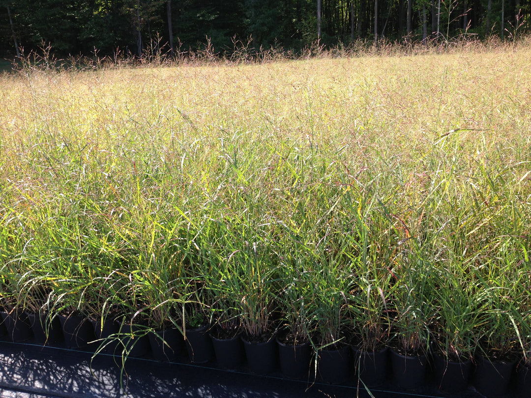 Panicum virgatum 'Heavy Metal' (Blue Switchgrass)