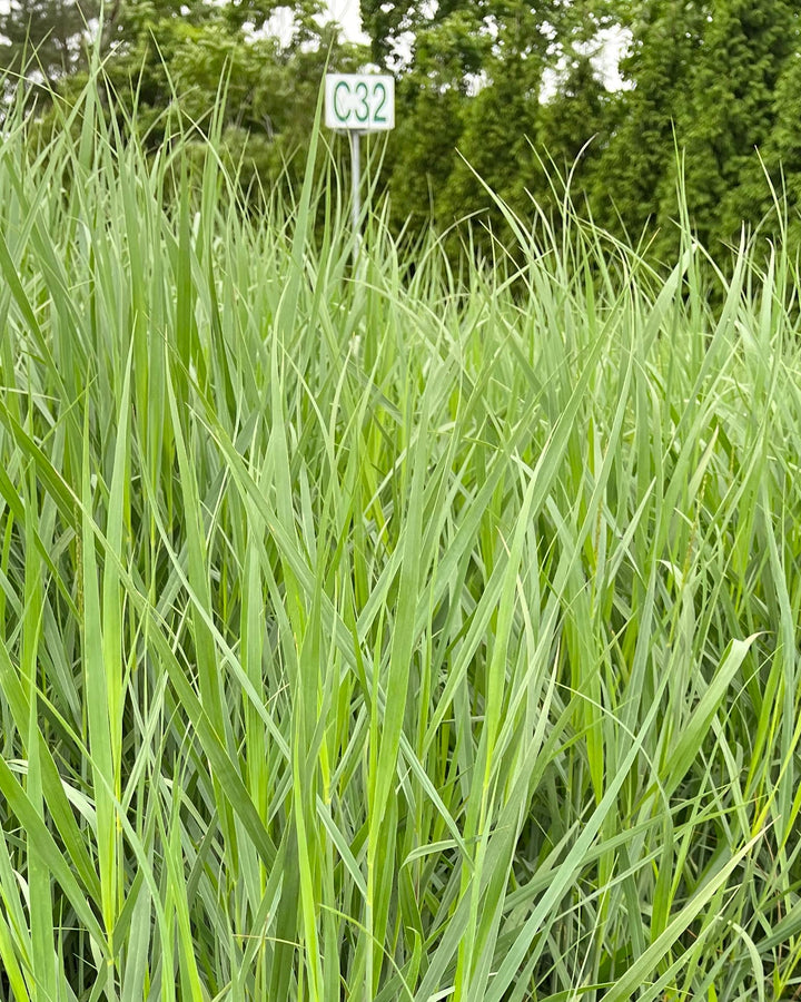 Panicum virgatum 'Heavy Metal' (Blue Switchgrass)