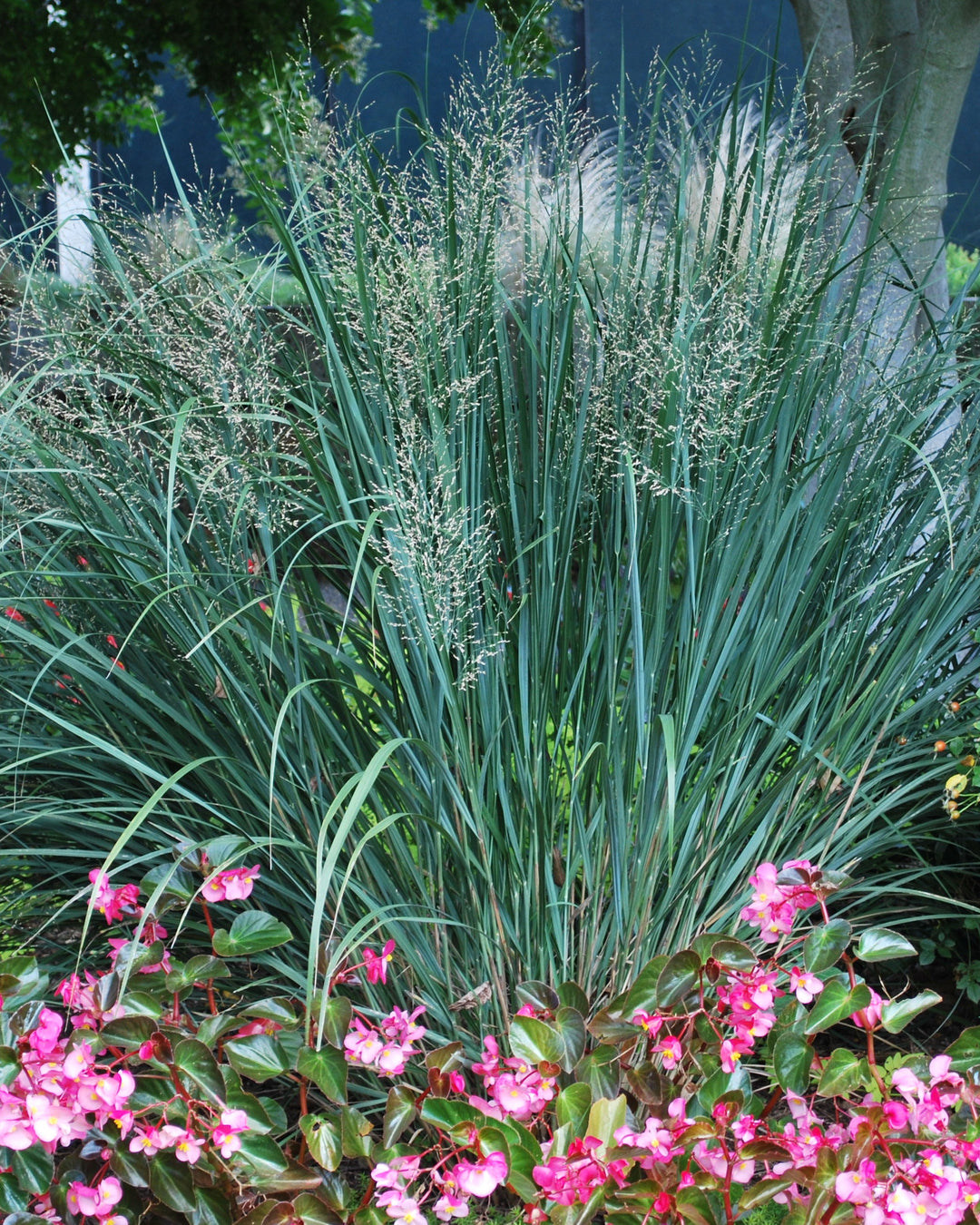 Panicum virgatum 'North Wind' (Blue Switchgrass)
