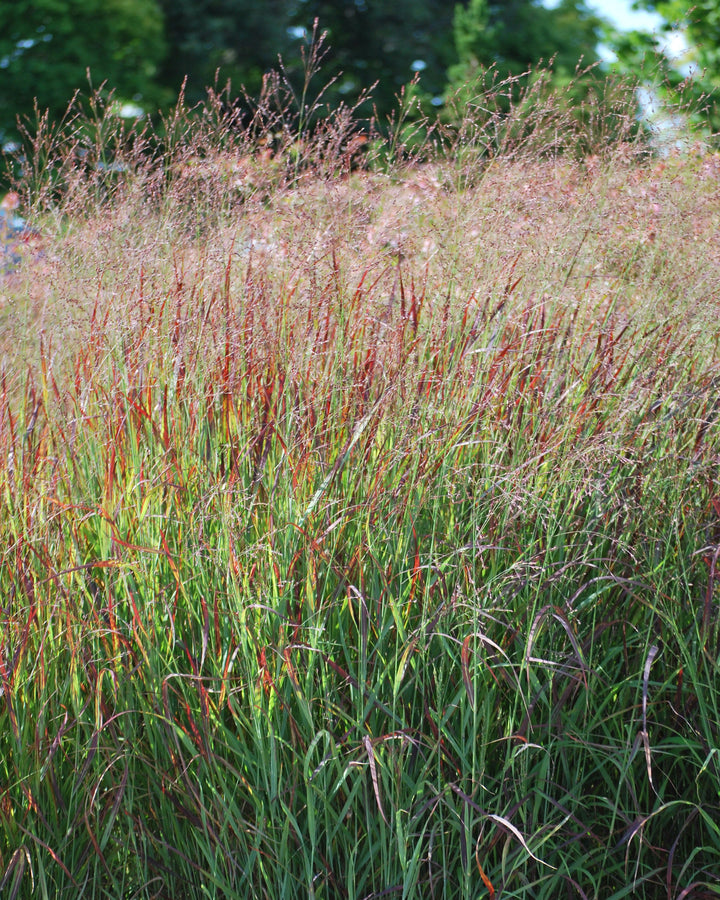 Panicum virgatum 'Shenandoah' (Red Switchgrass)