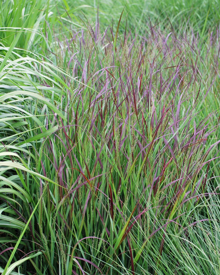 Panicum virgatum 'Shenandoah' (Red Switchgrass)