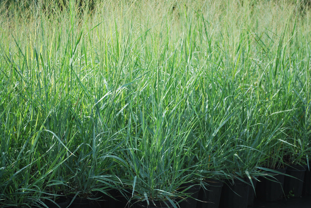 Panicum virgatum (Switchgrass)