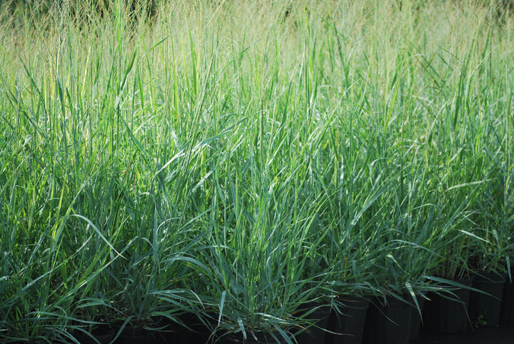 Panicum virgatum (Switchgrass)