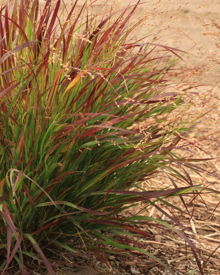 Panicum virgatum Dream Catcher® Cherry Bomb® (Switchgrass)