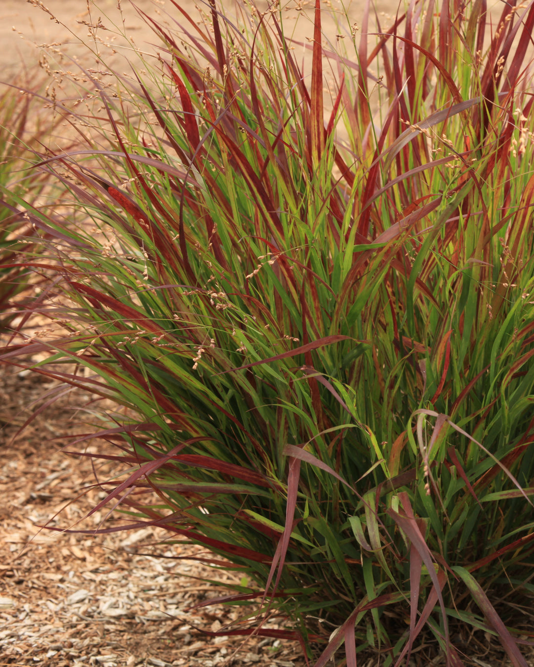 Panicum virgatum Dream Catcher® Cherry Bomb® (Switchgrass)
