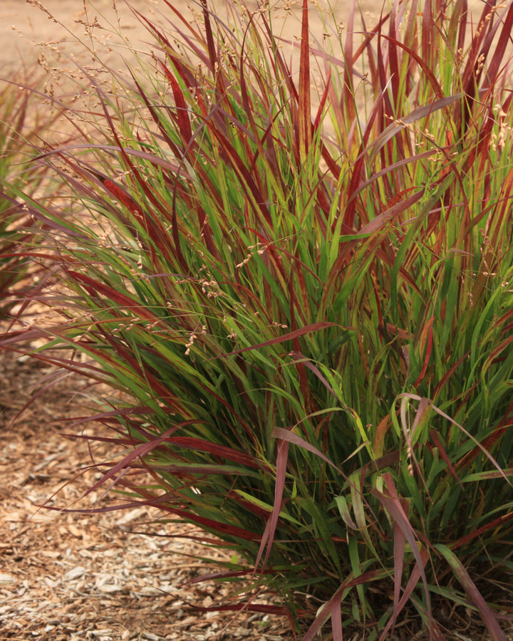 Panicum virgatum Dream Catcher® Cherry Bomb® (Switchgrass)