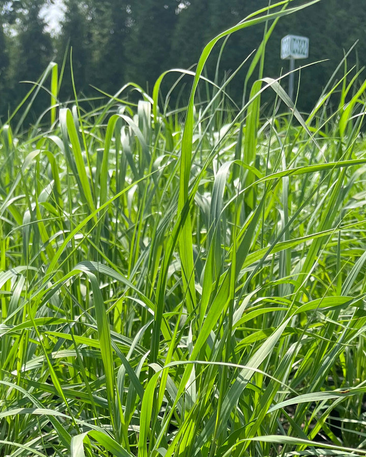 Panicum virgatum (Switchgrass)