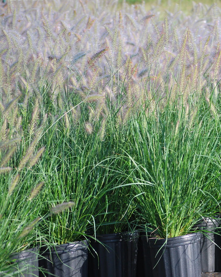 Pennisetum alopecuroides 'Cassian' (Cassian Fountain Grass)
