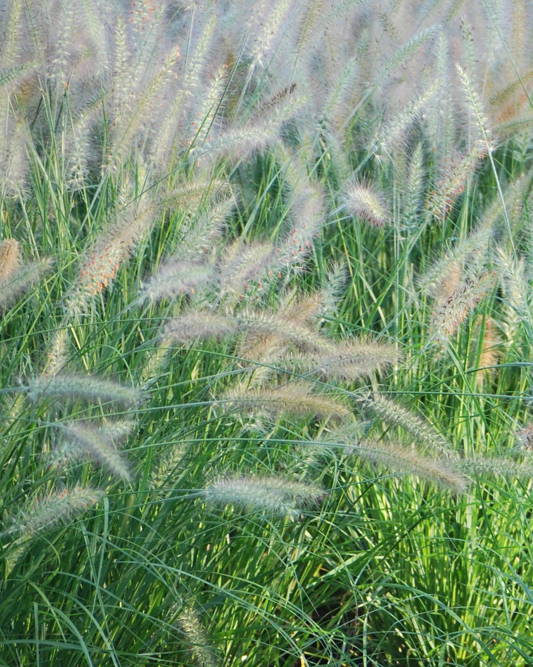 Pennisetum alopecuroides 'Cassian' (Cassian Fountain Grass)