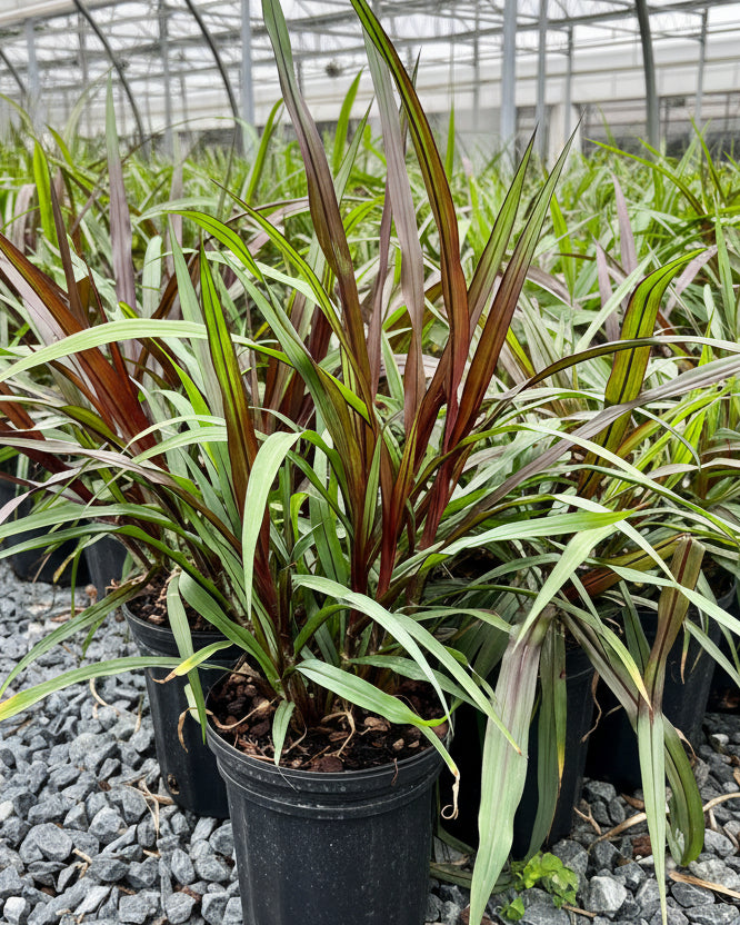 Pennisetum 'First Knight' (Fountain Grass)