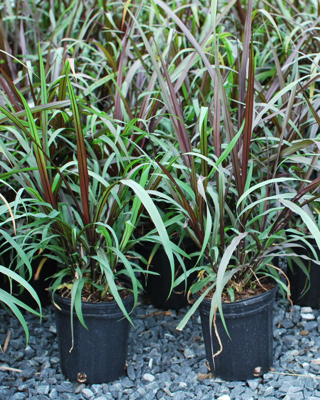 Pennisetum 'First Knight' (Fountain Grass)