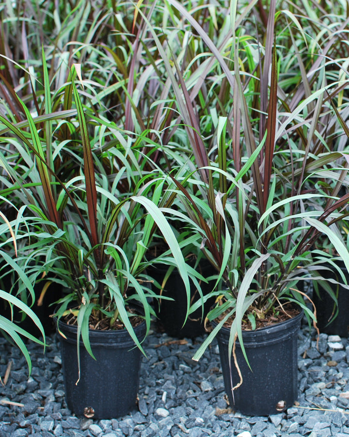 Pennisetum 'First Knight' (Fountain Grass)