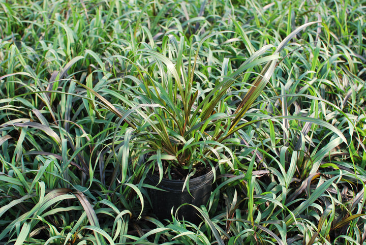 Pennisetum 'First Knight' (Fountain Grass)