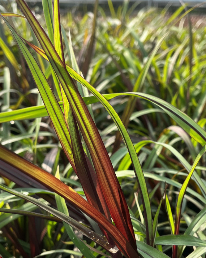 Pennisetum 'First Knight' (Fountain Grass)