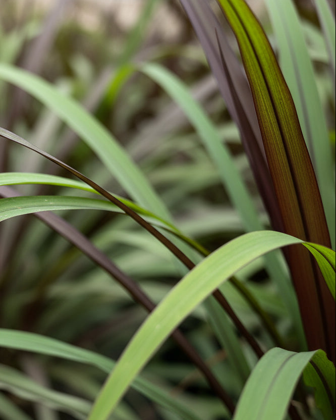 Pennisetum 'First Knight' (Fountain Grass)