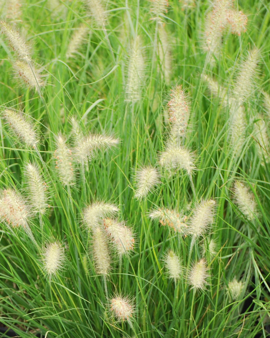Pennisetum alopecuroides 'Hameln' (Dwarf Fountain Grass)