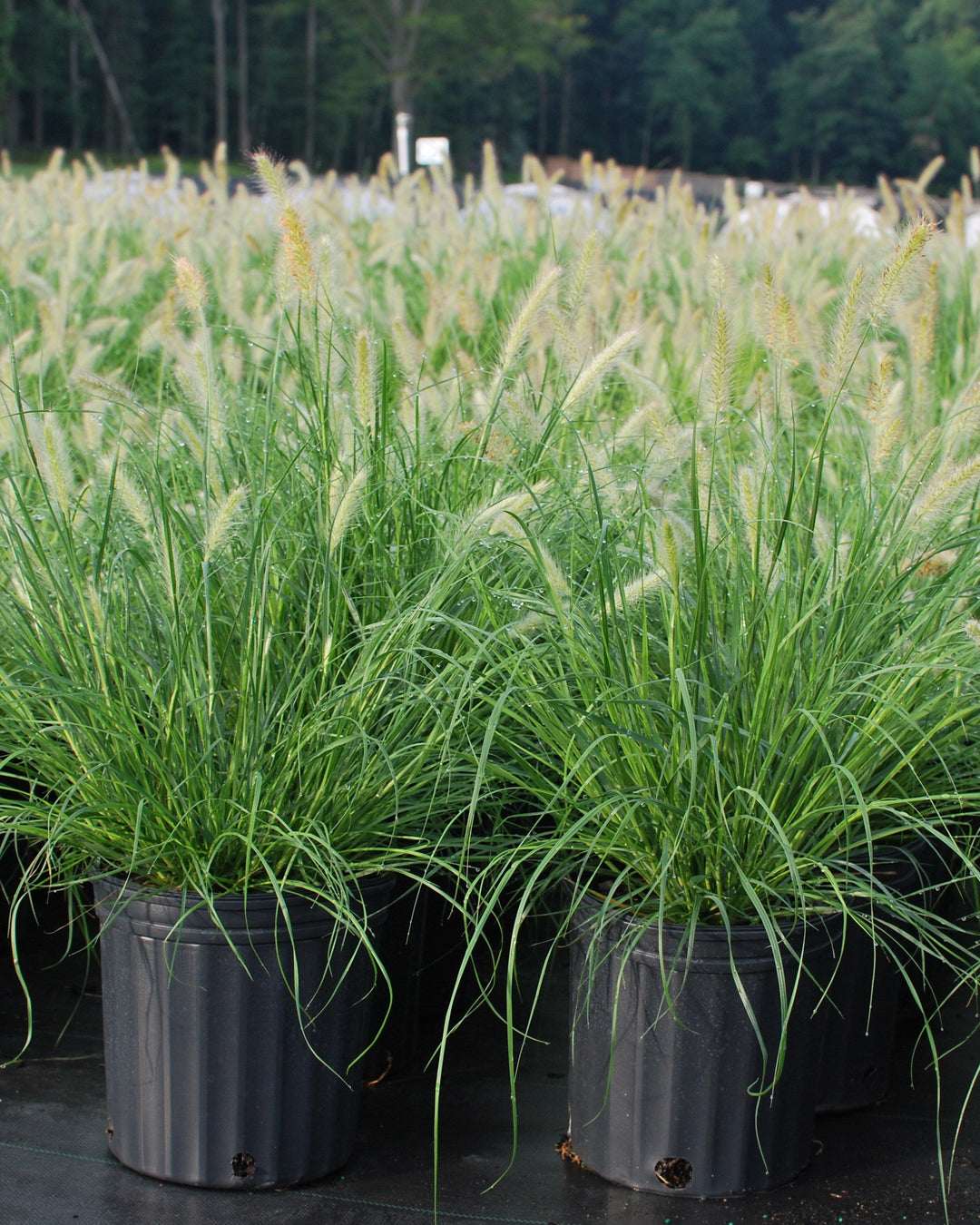 Pennisetum alopecuroides 'Hameln' (Dwarf Fountain Grass)