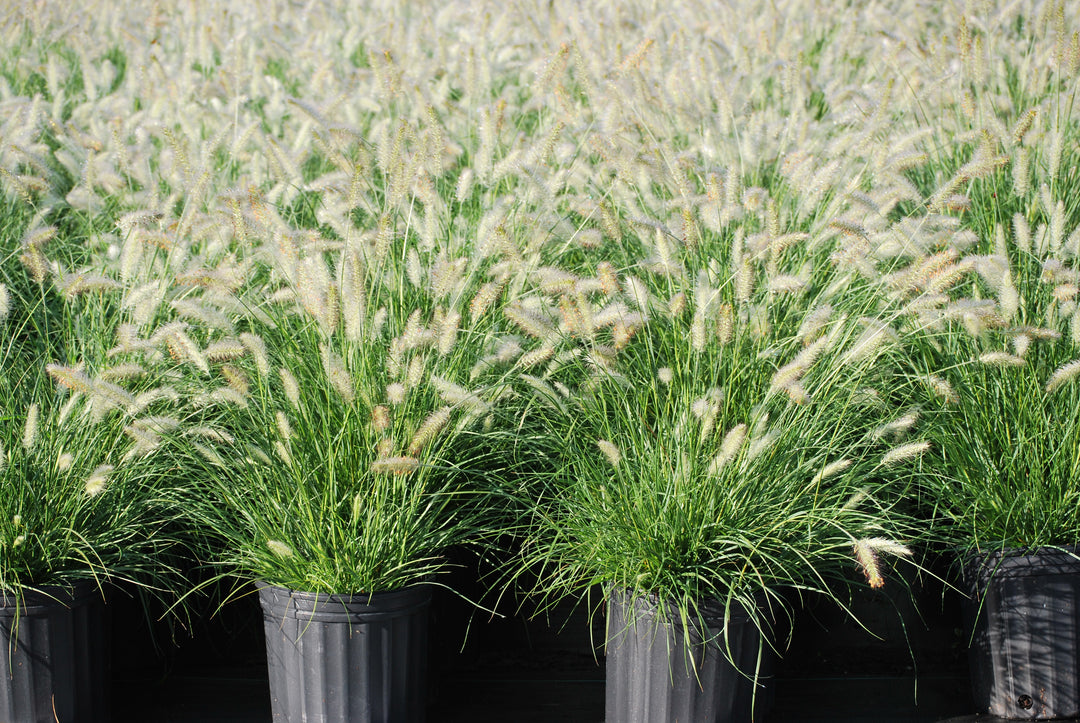 Pennisetum alopecuroides 'Hameln' (Dwarf Fountain Grass)