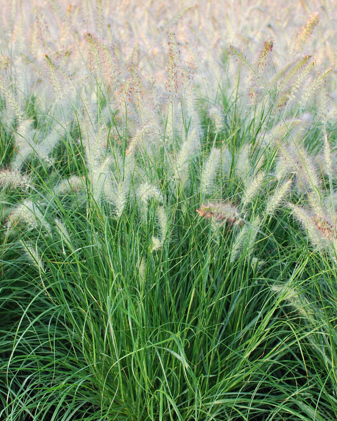 Pennisetum alopecuroides 'Hameln' (Dwarf Fountain Grass)