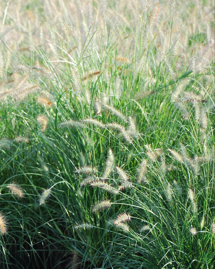 Pennisetum alopecuroides 'Hameln' (Dwarf Fountain Grass)