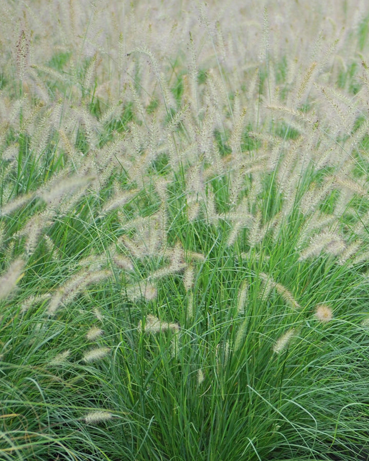 Pennisetum alopecuroides 'Hameln' (Dwarf Fountain Grass)