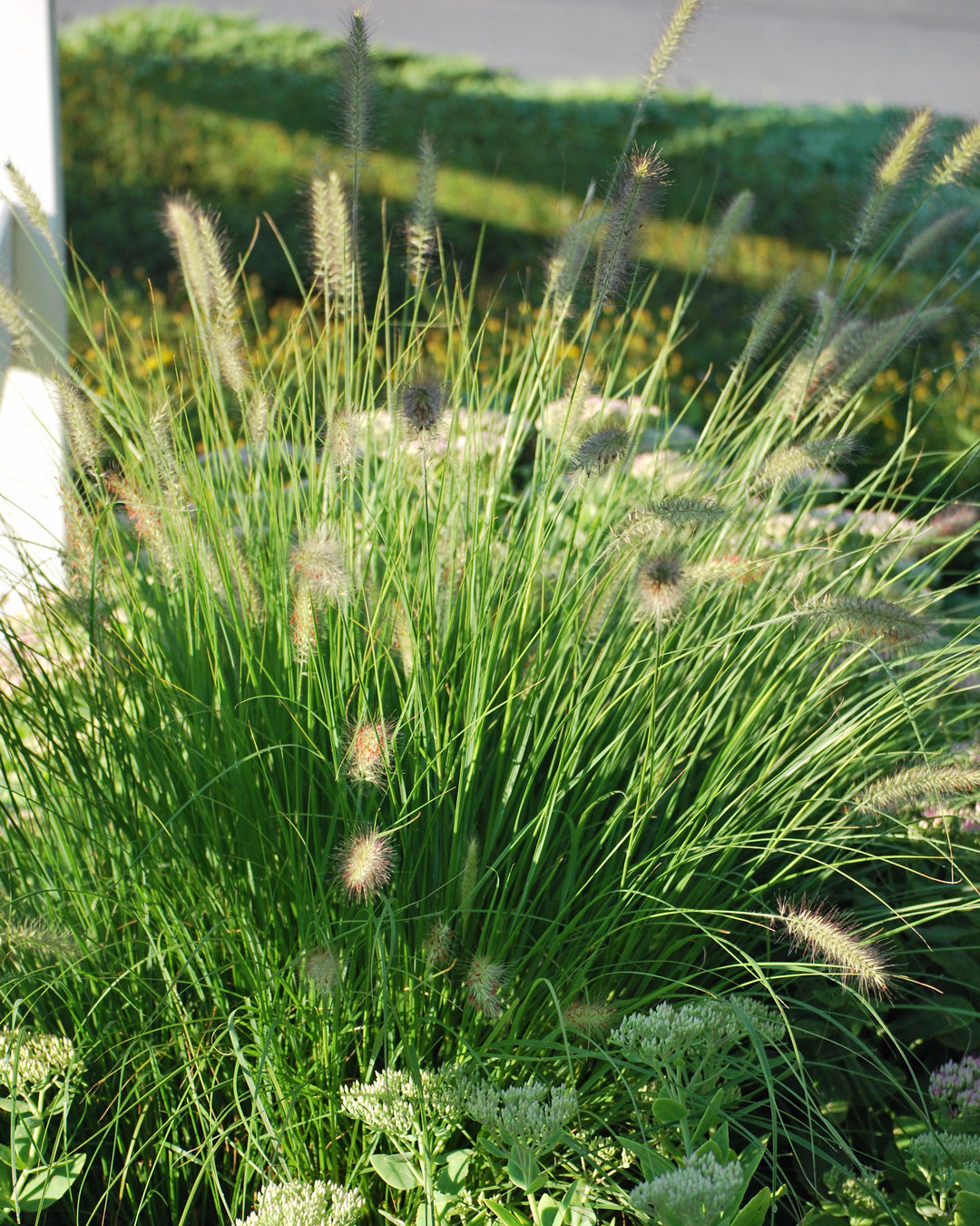 Pennisetum alopecuroides 'Hameln' (Dwarf Fountain Grass)