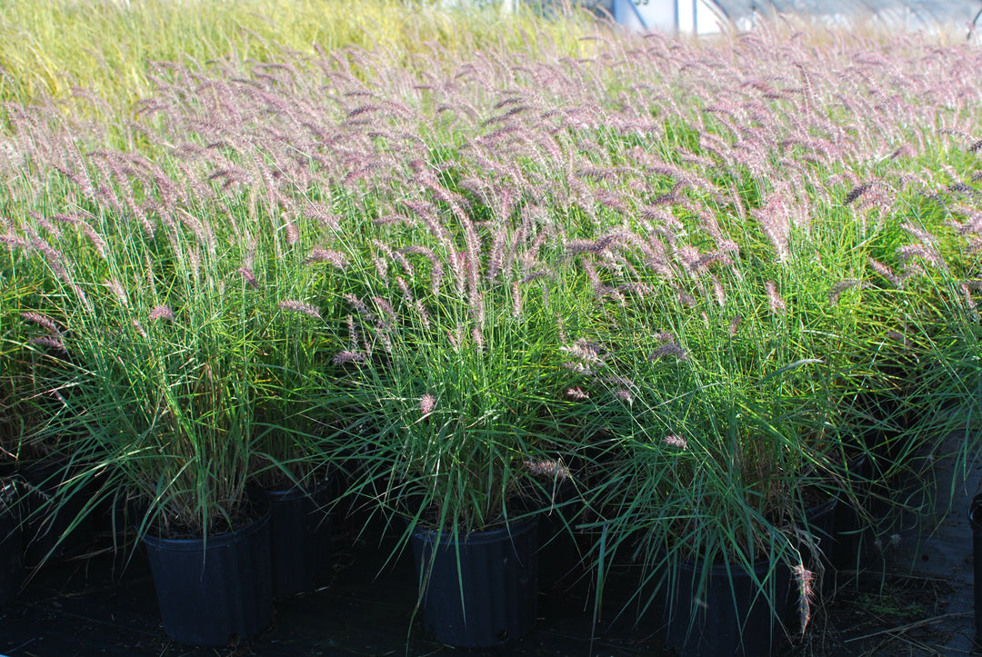 Pennisetum orientale 'Karley Rose' (Oriental Pink Fountain Grass)