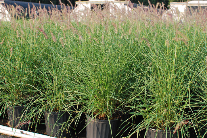 Pennisetum orientale 'Karley Rose' (Oriental Pink Fountain Grass)