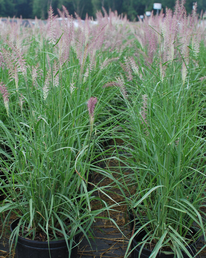 Pennisetum orientale 'Karley Rose' (Oriental Pink Fountain Grass)