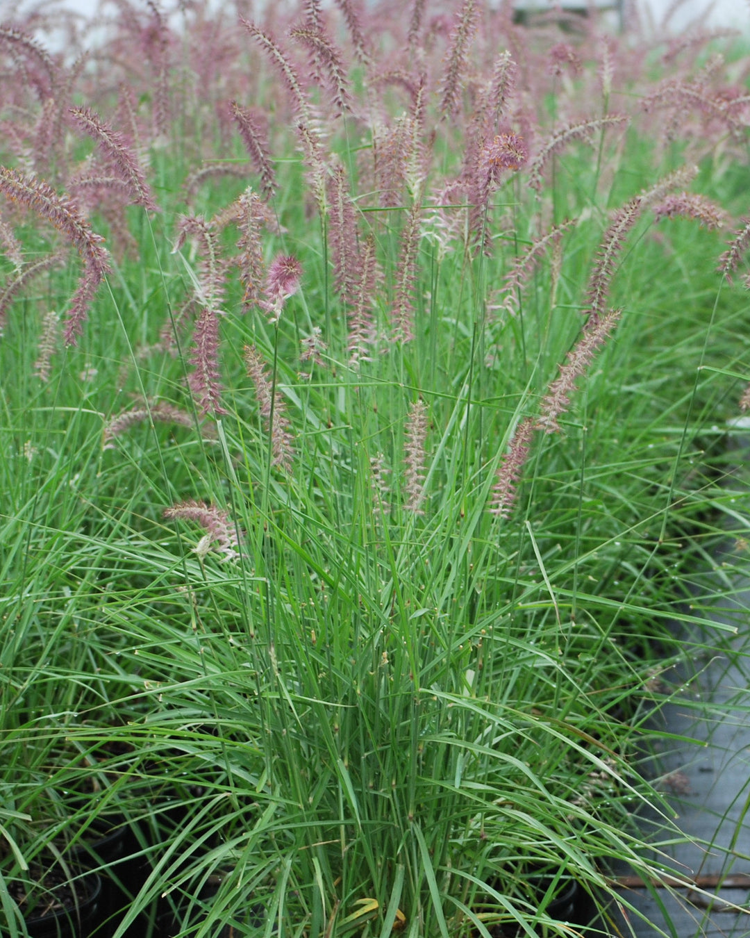 Pennisetum orientale 'Karley Rose' (Oriental Pink Fountain Grass)