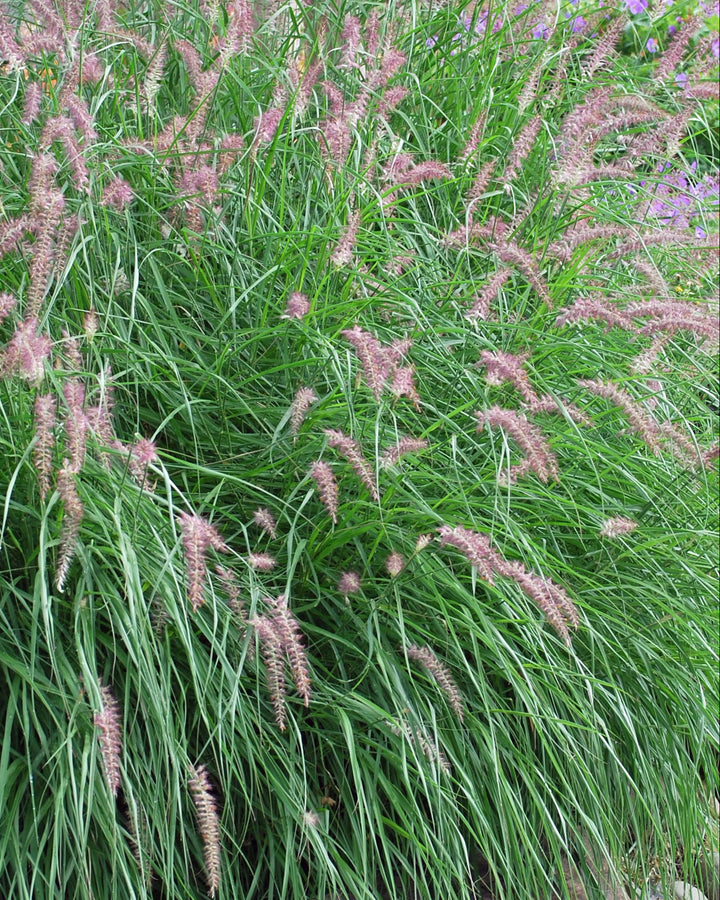 Pennisetum orientale 'Karley Rose' (Oriental Pink Fountain Grass)