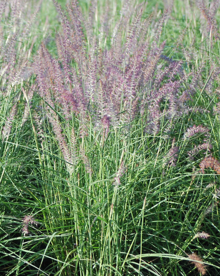 Pennisetum orientale 'Karley Rose' (Oriental Pink Fountain Grass)