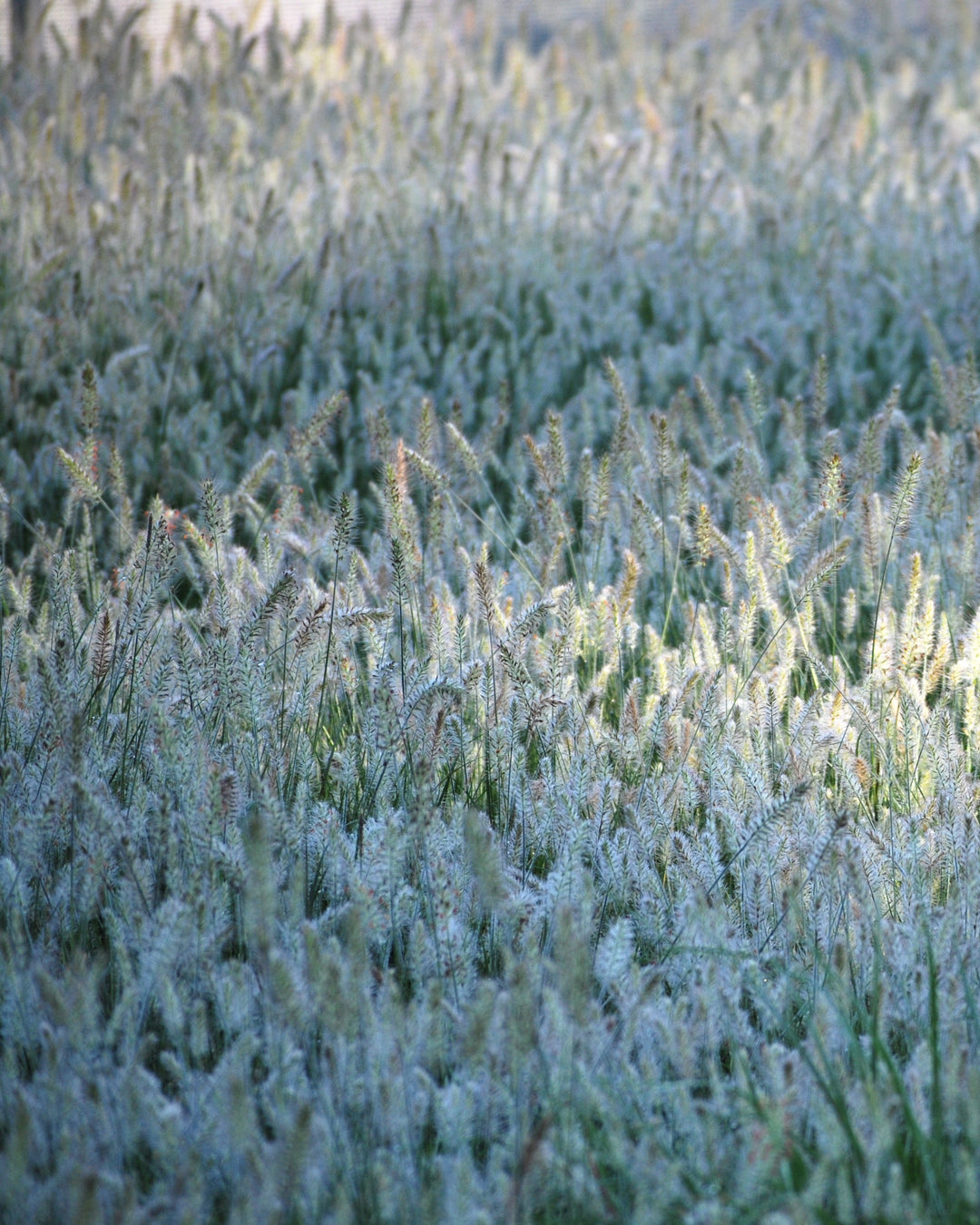 Pennisetum alopecuroides 'Little Bunny' (Fountain Grass)