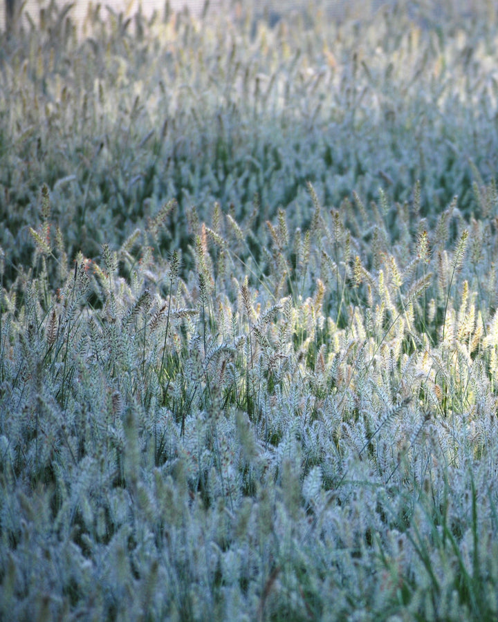 Pennisetum alopecuroides 'Little Bunny' (Fountain Grass)