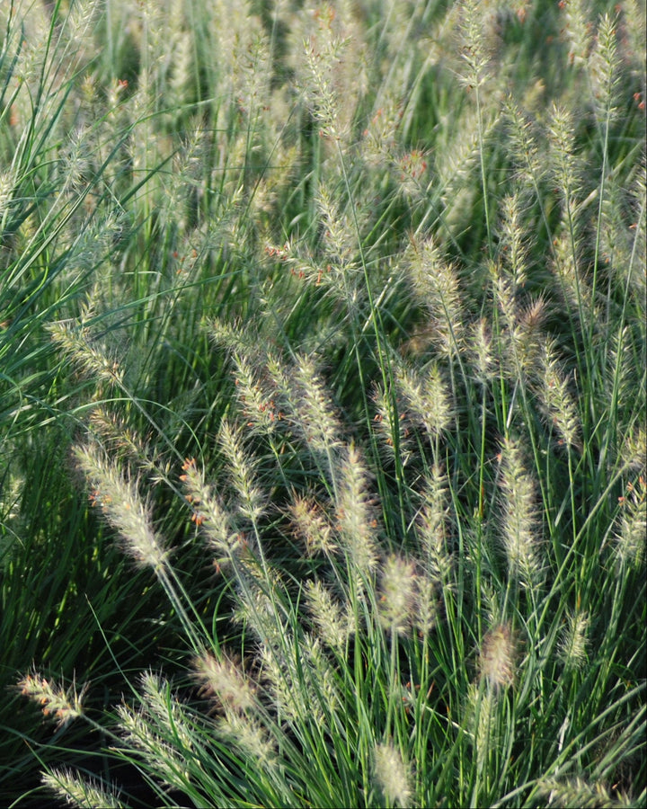 Pennisetum alopecuroides 'Little Bunny' (Fountain Grass)