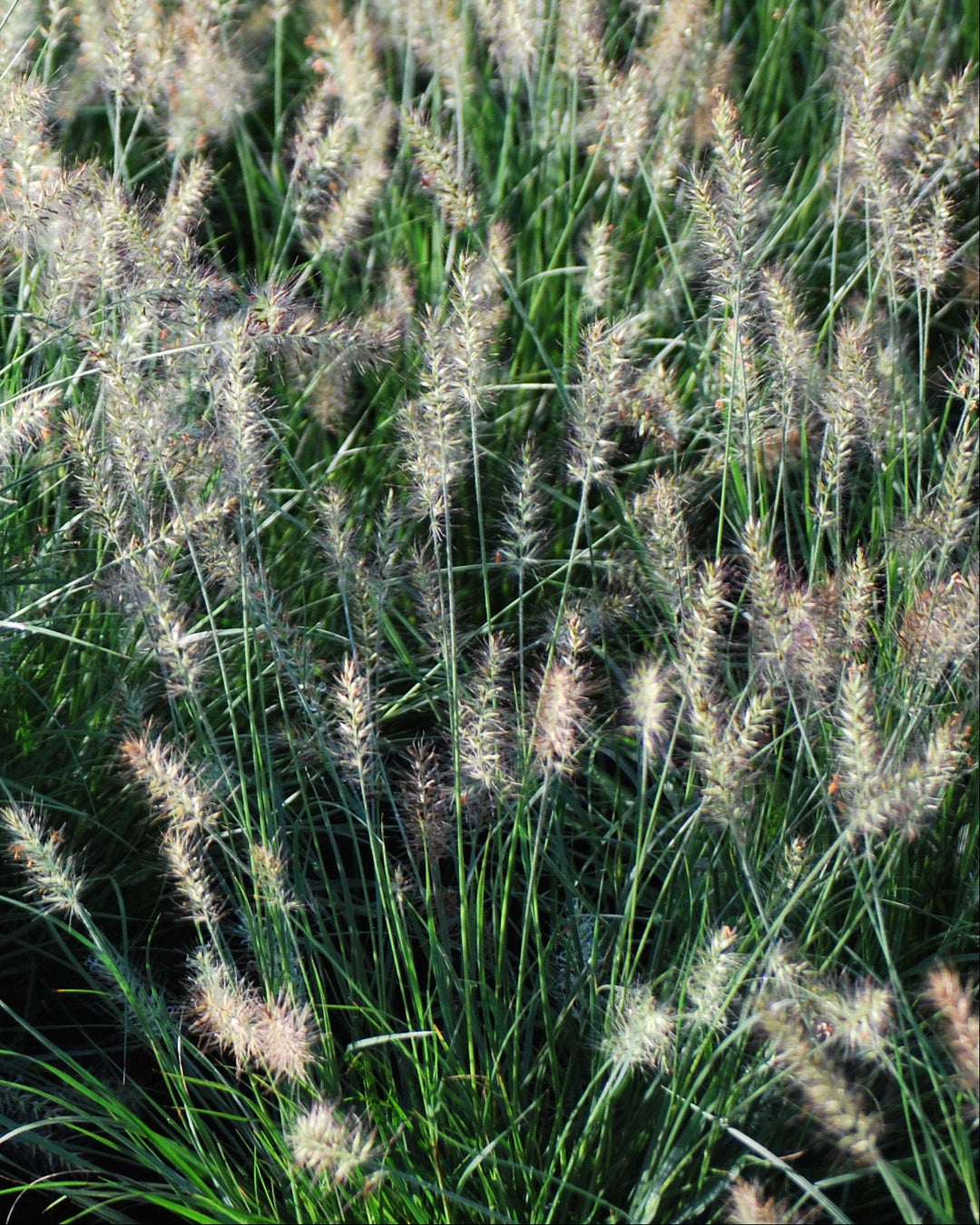 Pennisetum alopecuroides 'Little Bunny' (Fountain Grass)