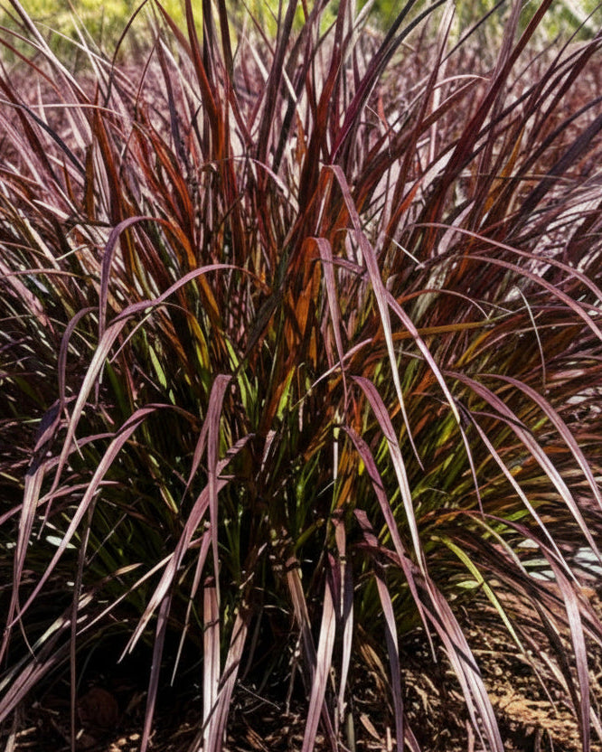 Pennisetum setaceum 'Rubrum' (Purple-Leaved Fountain Grass)