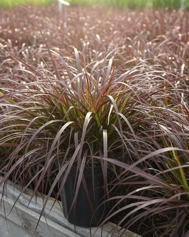 Pennisetum setaceum 'Rubrum' (Purple-Leaved Fountain Grass)