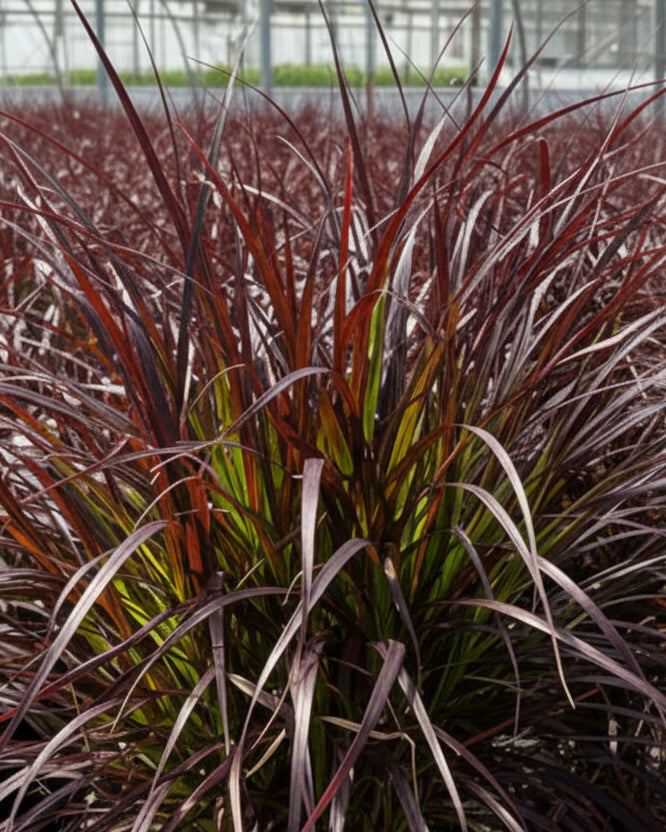 Pennisetum setaceum 'Rubrum' (Purple-Leaved Fountain Grass)