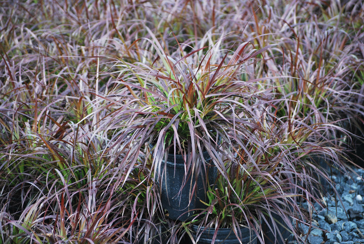 Pennisetum setaceum 'Rubrum' (Purple-Leaved Fountain Grass)