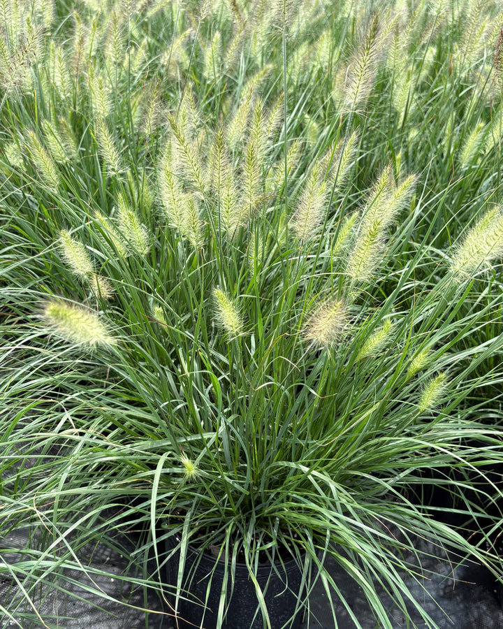 Pennisetum alopecuroides 'Hameln' (Dwarf Fountain Grass)