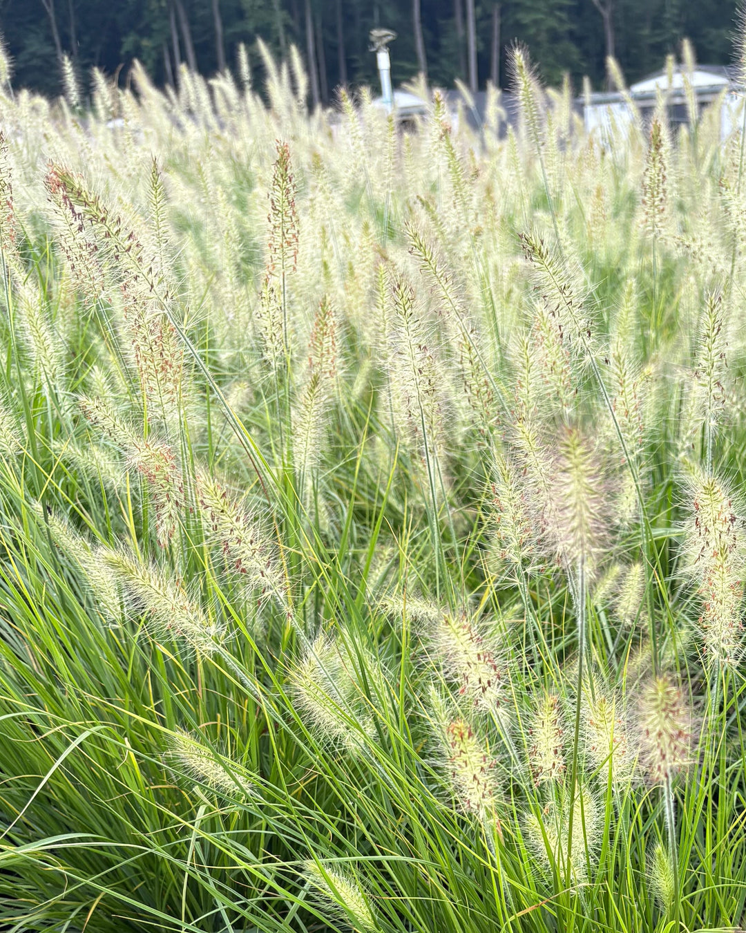 Pennisetum alopecuroides 'Hameln' (Dwarf Fountain Grass)