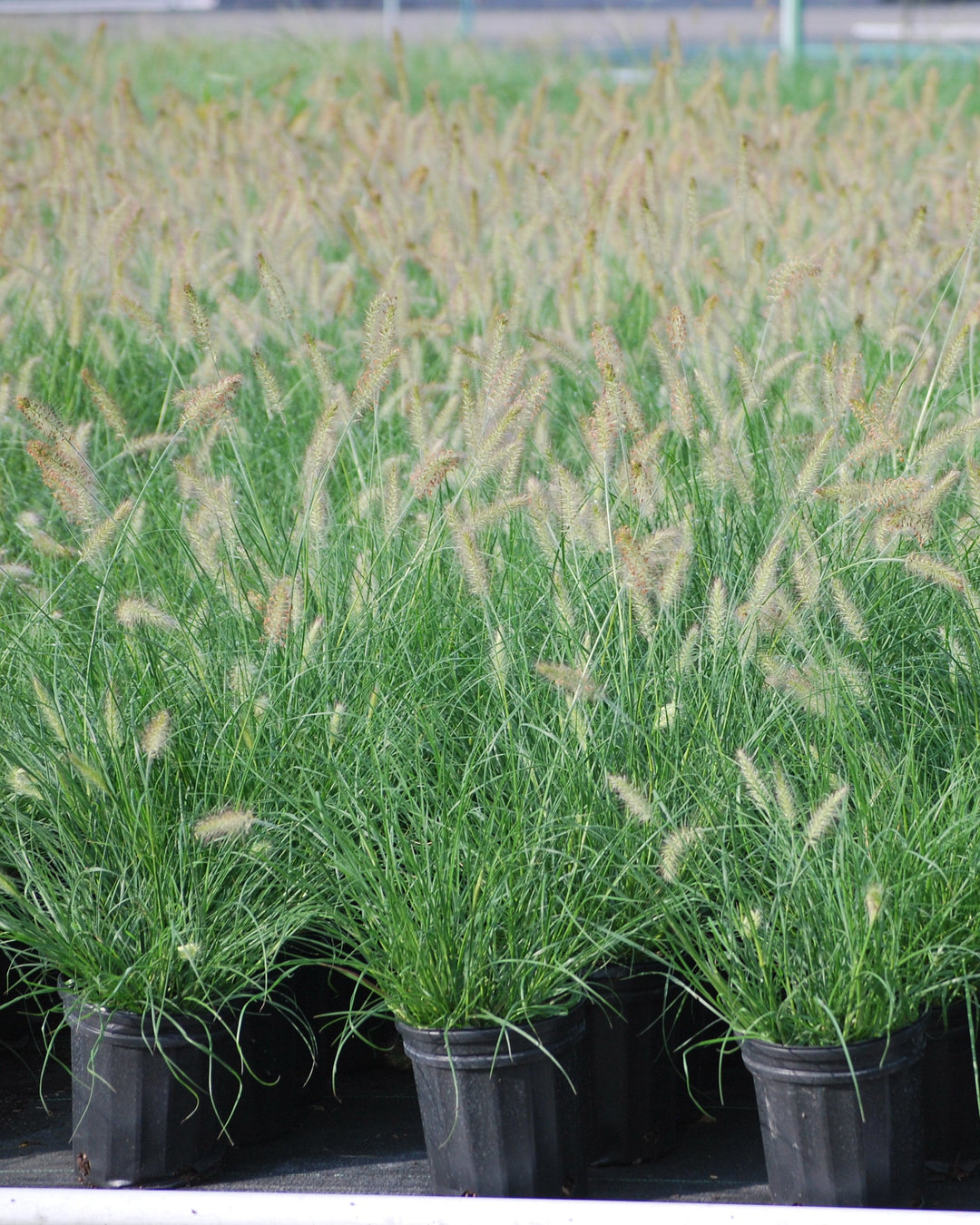 Pennisetum alopecuroides (Fountain Grass)