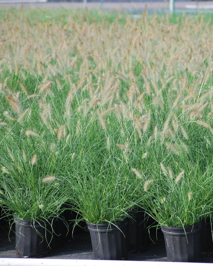 Pennisetum alopecuroides (Fountain Grass)