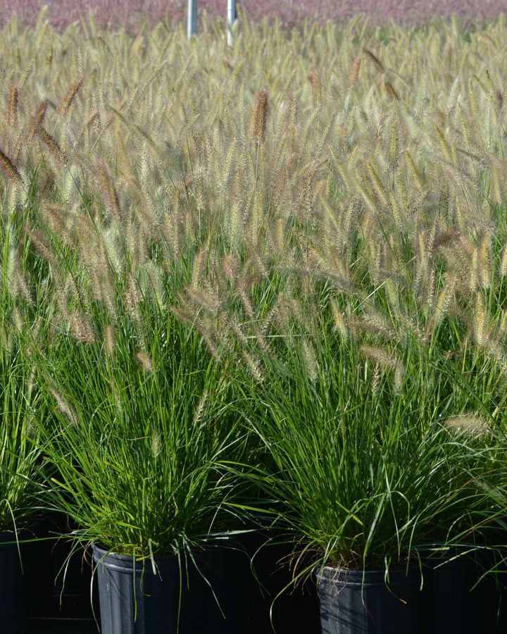 Pennisetum alopecuroides (Fountain Grass)