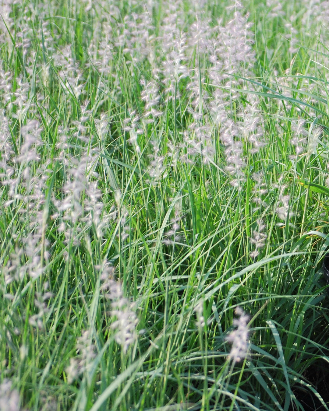 Pennisetum orientale (Oriental Fountain Grass)