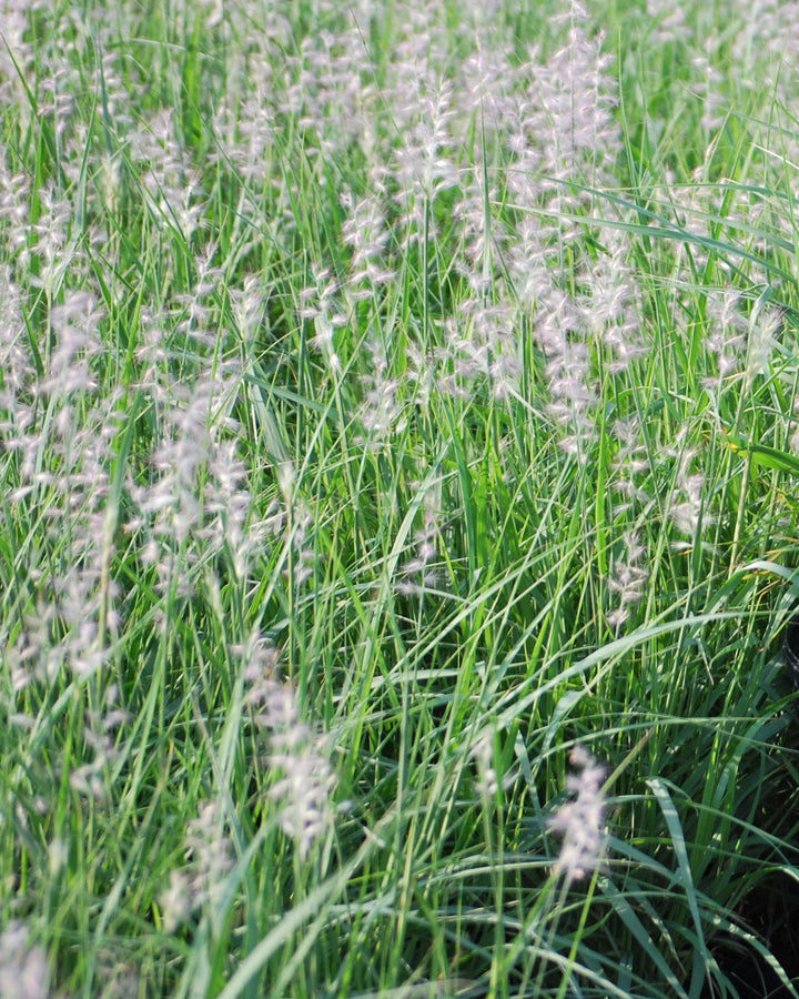 Pennisetum orientale (Oriental Fountain Grass)