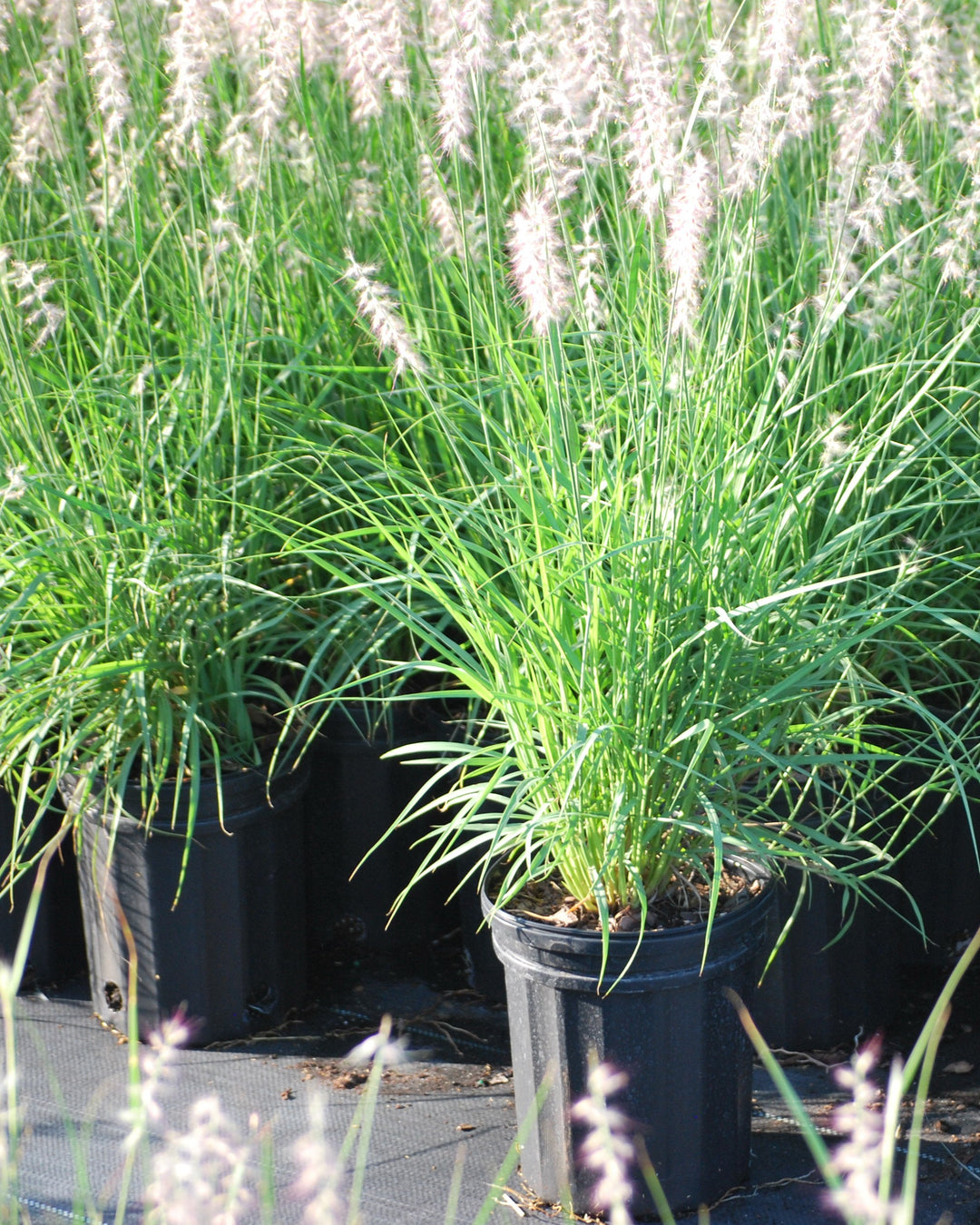Pennisetum orientale (Oriental Fountain Grass)
