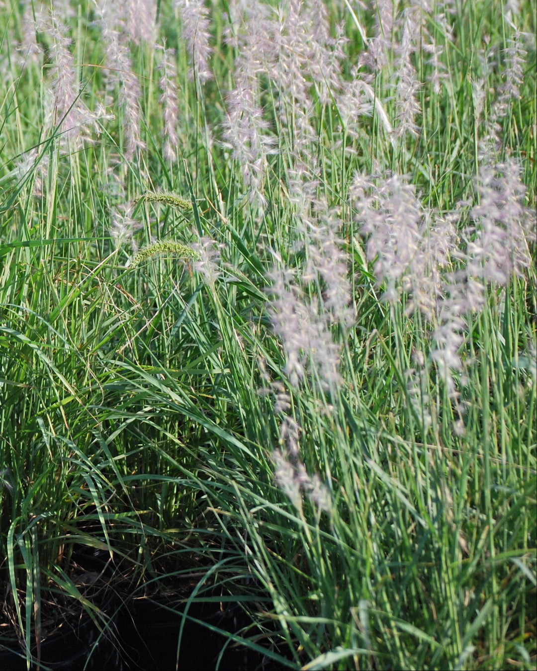 Pennisetum orientale (Oriental Fountain Grass)