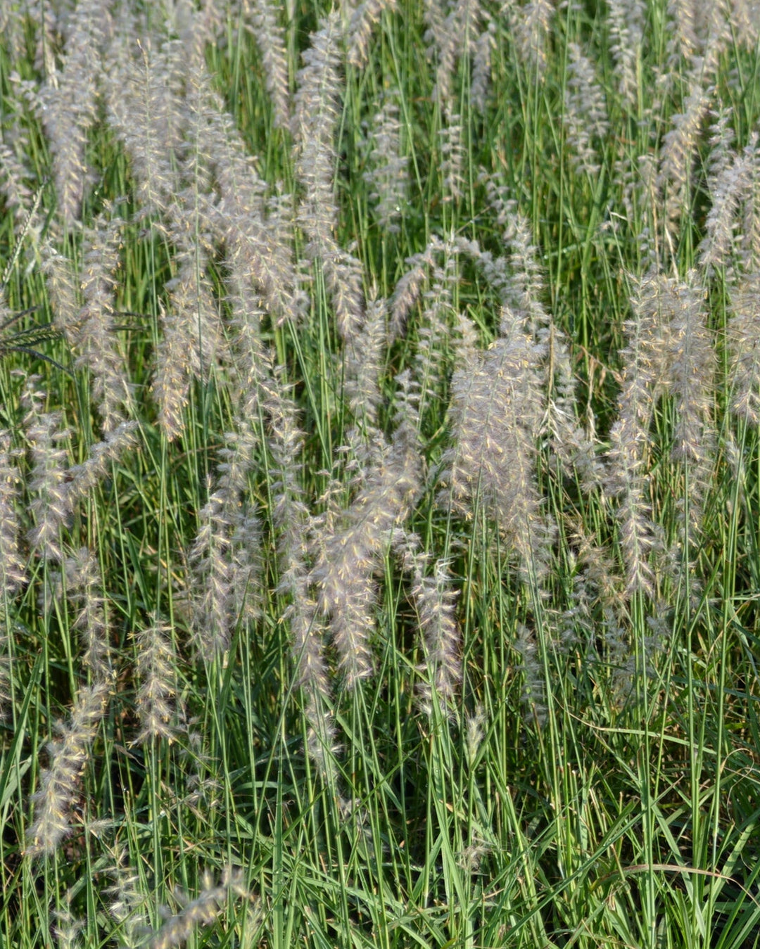 Pennisetum orientale (Oriental Fountain Grass)